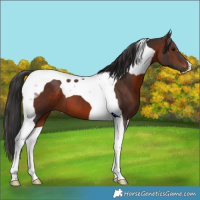 Horse Color:Brown Tobiano 