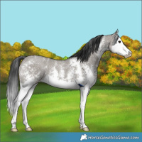 Horse Color:Grullo Sabino Splash 