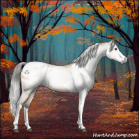 Horse Color:Gray Buckskin Splash Tobiano Appaloosa 