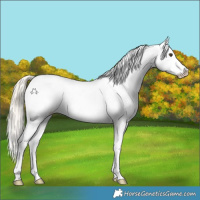 Horse Color:White Spotted Palomino Tobiano Appaloosa 