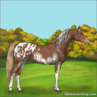 Horse Color:White Spotted Chestnut Tobiano Appaloosa 