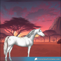 Horse Color:White Spotted Palomino Splash Tobiano Appaloosa 