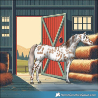 Horse Color:White Spotted Red Dun Appaloosa 