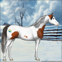 Horse Color:Bay Splash Tobiano 