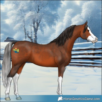 Horse Color:Bay Splash 