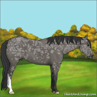 Horse Color:Grullo Ice 