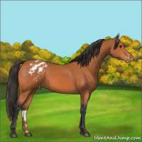 Horse Color:Bay Appaloosa 