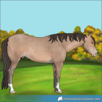 Horse Color:Amber Champagne 
