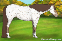 Horse Color:Classic Champagne Appaloosa