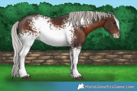 Horse Color:White Spotted Silver Brown Sabino