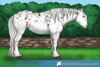 Horse Color:White Spotted Silver Brown Sabino 