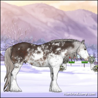 Horse Color:Silver Brown Sabino Rabicano 