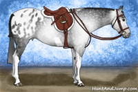 Horse Color:Gray Black Tobiano Appaloosa 