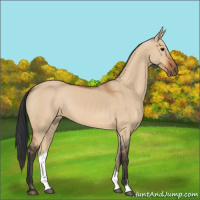 Horse Color:Bay Dun 