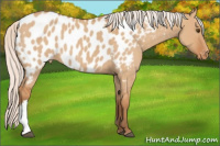 Horse Color:Silver Bay Roan Dun Appaloosa