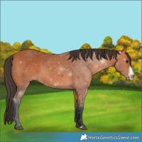 Horse Color:Bay Frame