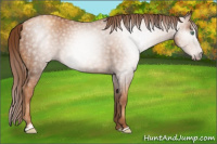 Horse Color:Gray Gold Champagne Sabino Varnish Rabicano