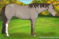 Horse Color:Classic Champagne 