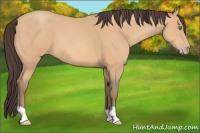Horse Color:Amber Champagne 