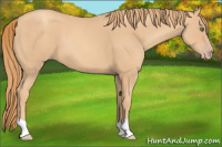 Horse Color:Gold Champagne