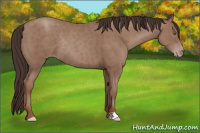 Horse Color:Classic Champagne Rabicano