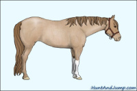 Horse Color:Blue Roan Pearl 