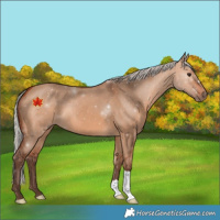 Horse Color:Silver Bay Dun 