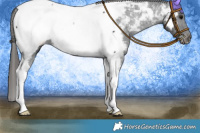 Horse Color:Black Tobiano Appaloosa 