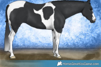 Horse Color:Black Tobiano 