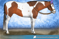 Horse Color:Bay Splash Tobiano 