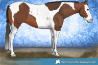 Horse Color:Bay Splash Tobiano 