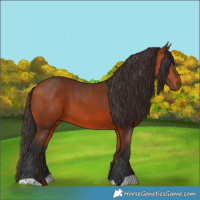 Horse Color:Bay  and Bay 