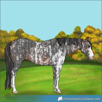 Horse Color:Bay Sabino Appaloosa  and Brown Sabino 