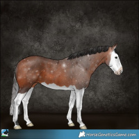 Horse Color:Bay Splash 