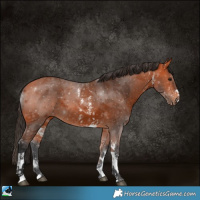 Horse Color:Bay Sabino 