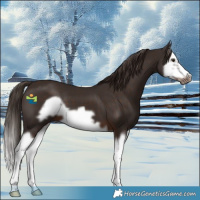 Horse Color:Liver Chestnut Splash Frame 