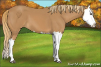 Horse Color:Chestnut Splash 