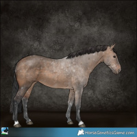 Horse Color:Brown Dun