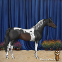 Horse Color:Brown Tobiano 