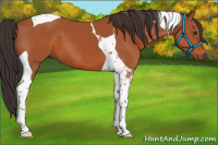 Horse Color:Brown Tobiano 