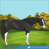 Horse Color:Liver Chestnut Splash 