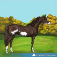 Horse Color:Liver Chestnut Frame 