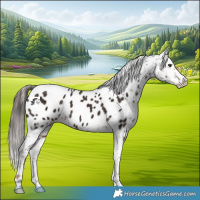 Horse Color:Liver Chestnut Appaloosa 