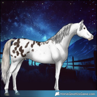 Horse Color:Liver Chestnut Appaloosa