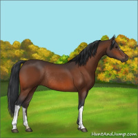 Horse Color:Bay Rabicano 