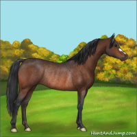 Horse Color:Bay Rabicano 