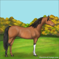 Horse Color:Bay Rabicano 