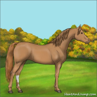 Horse Color:Chestnut Rabicano 