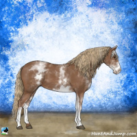 Horse Color:White Spotted Chestnut Sabino 