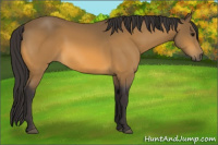 Horse Color:Buckskin 